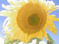Winlock Meadows Farm Sunflower