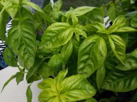 Fresh Basil