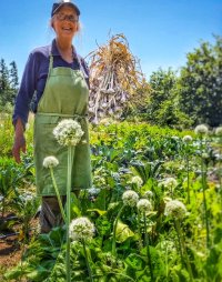 Susie's Garlic Bee in Mari's Garden