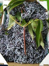 Elderberries